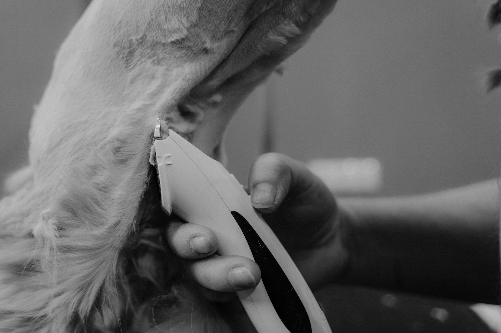 A detailed black and white close-up of a pet grooming session with an electric shaver.