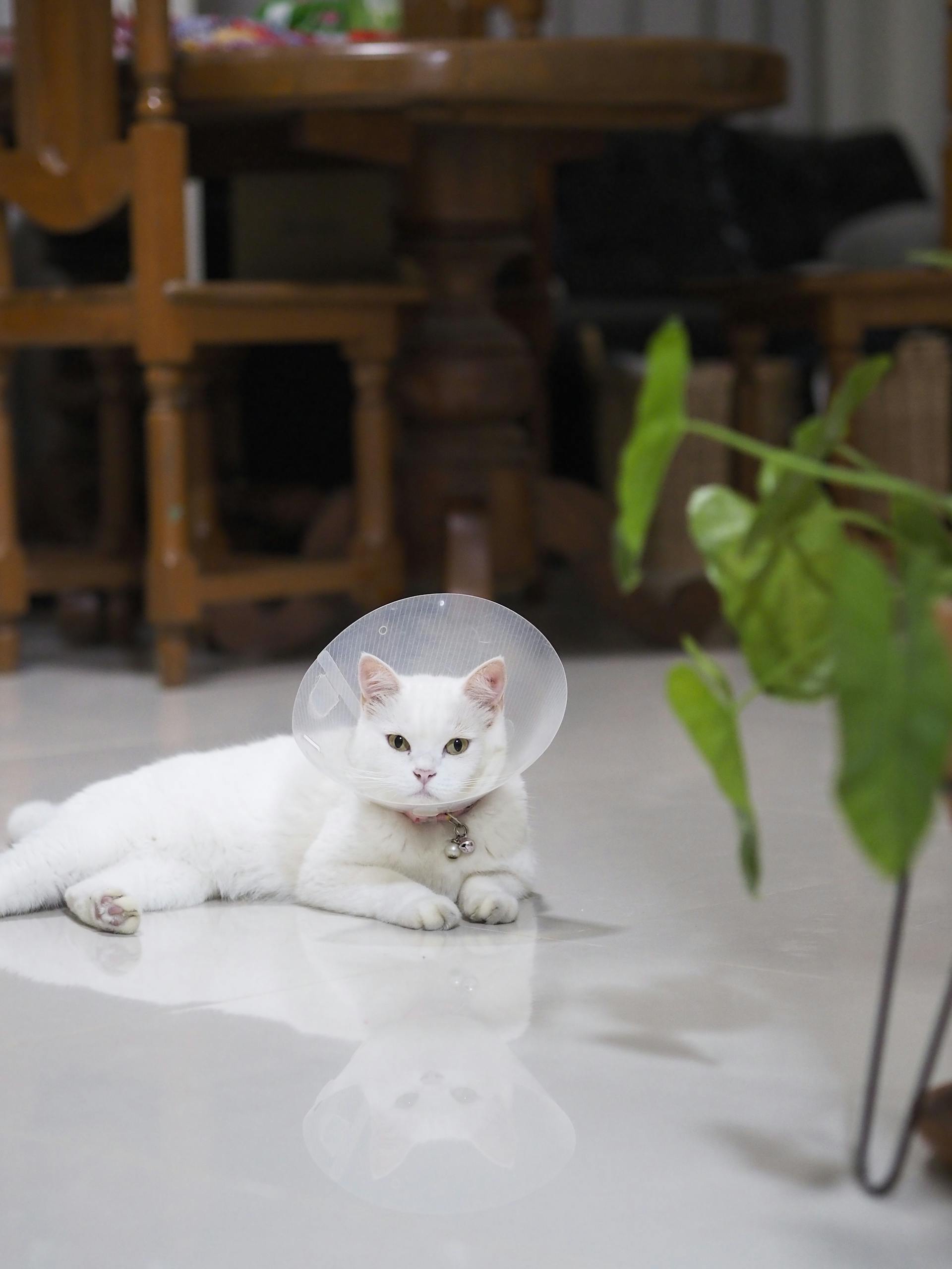 A white cat wearing a protective cone lying on the indoor floor, looking calm.