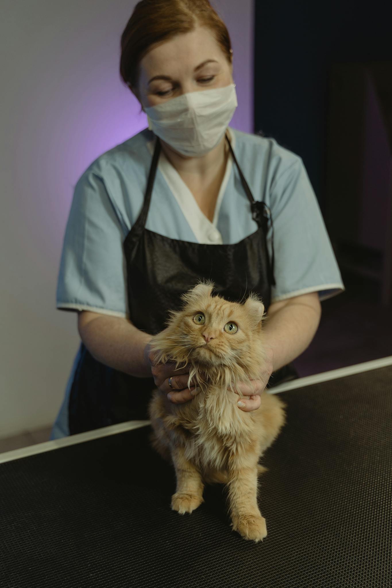 A woman wearing a mask gently holds a fluffy cat on a grooming table indoors.