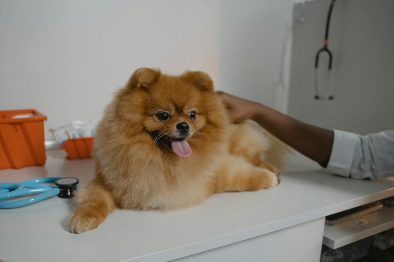 Adorable Pomeranian dog enjoying a checkup at the veterinary clinic with stethoscope nearby.