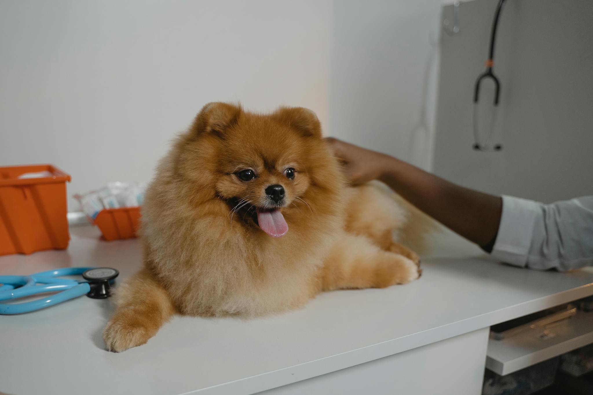 Adorable Pomeranian dog enjoying a checkup at the veterinary clinic with stethoscope nearby.
