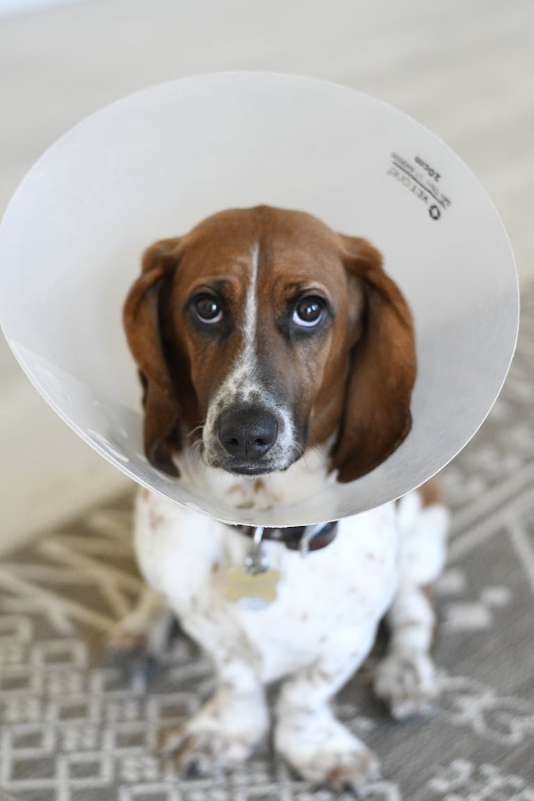 Close-up of a sad Basset Hound wearing a medical dog cone indoors.