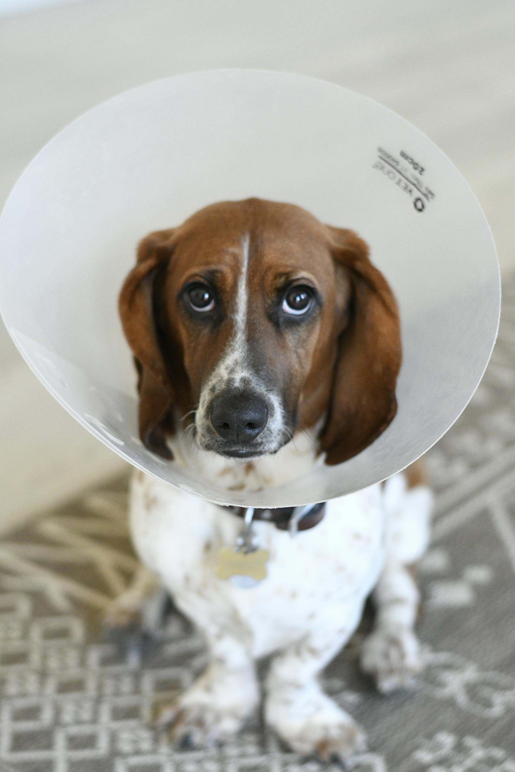 Close-up of a sad Basset Hound wearing a medical dog cone indoors.
