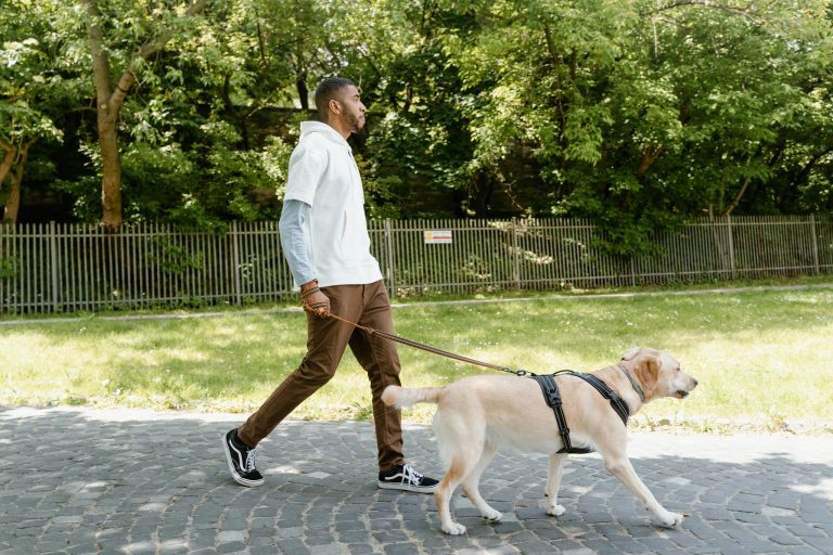 Man enjoying a walk with his Labrador retriever on a sunny day in the park.