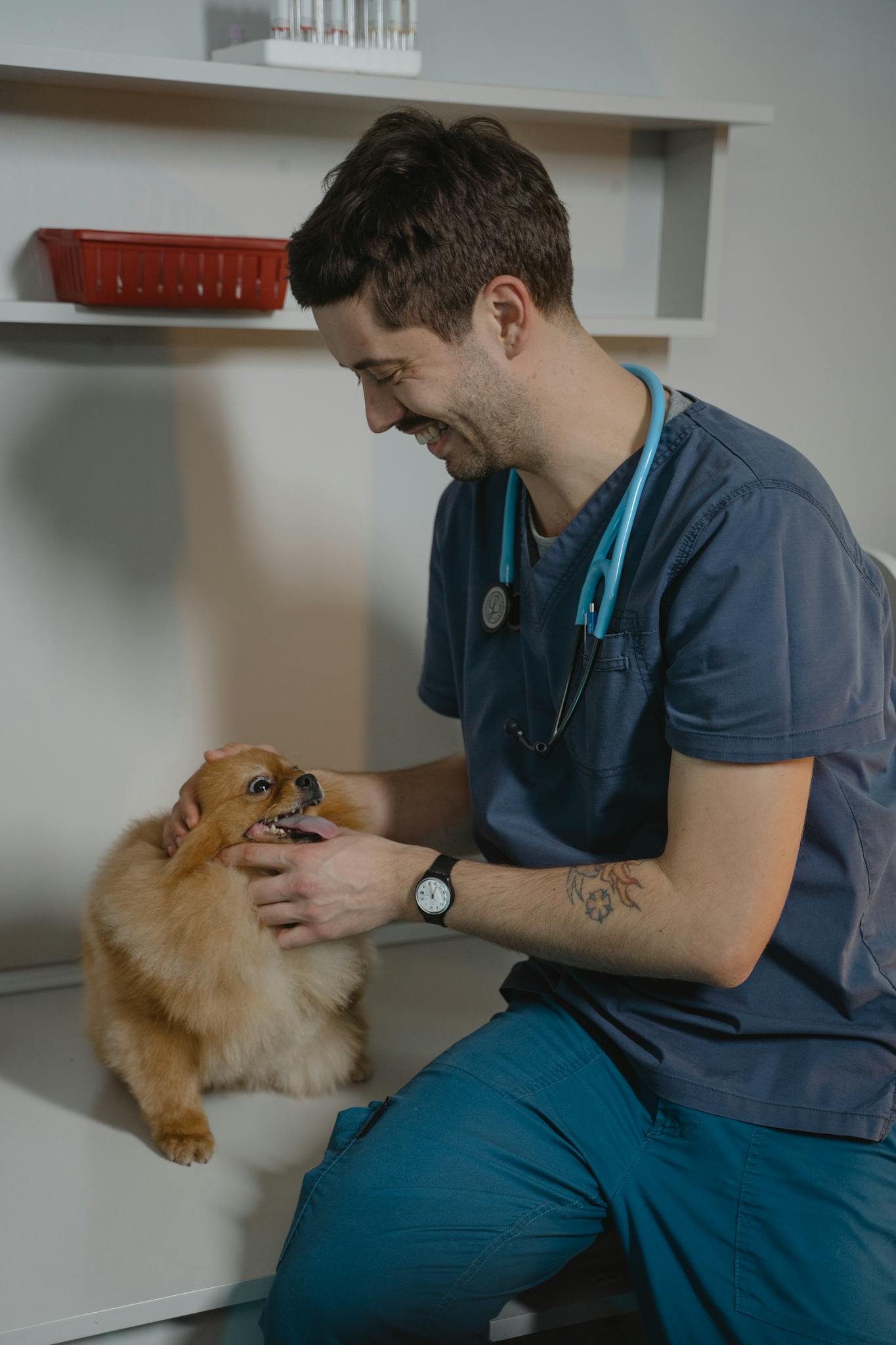 Smiling veterinarian examines a Pomeranian dog during a checkup in a veterinary clinic.